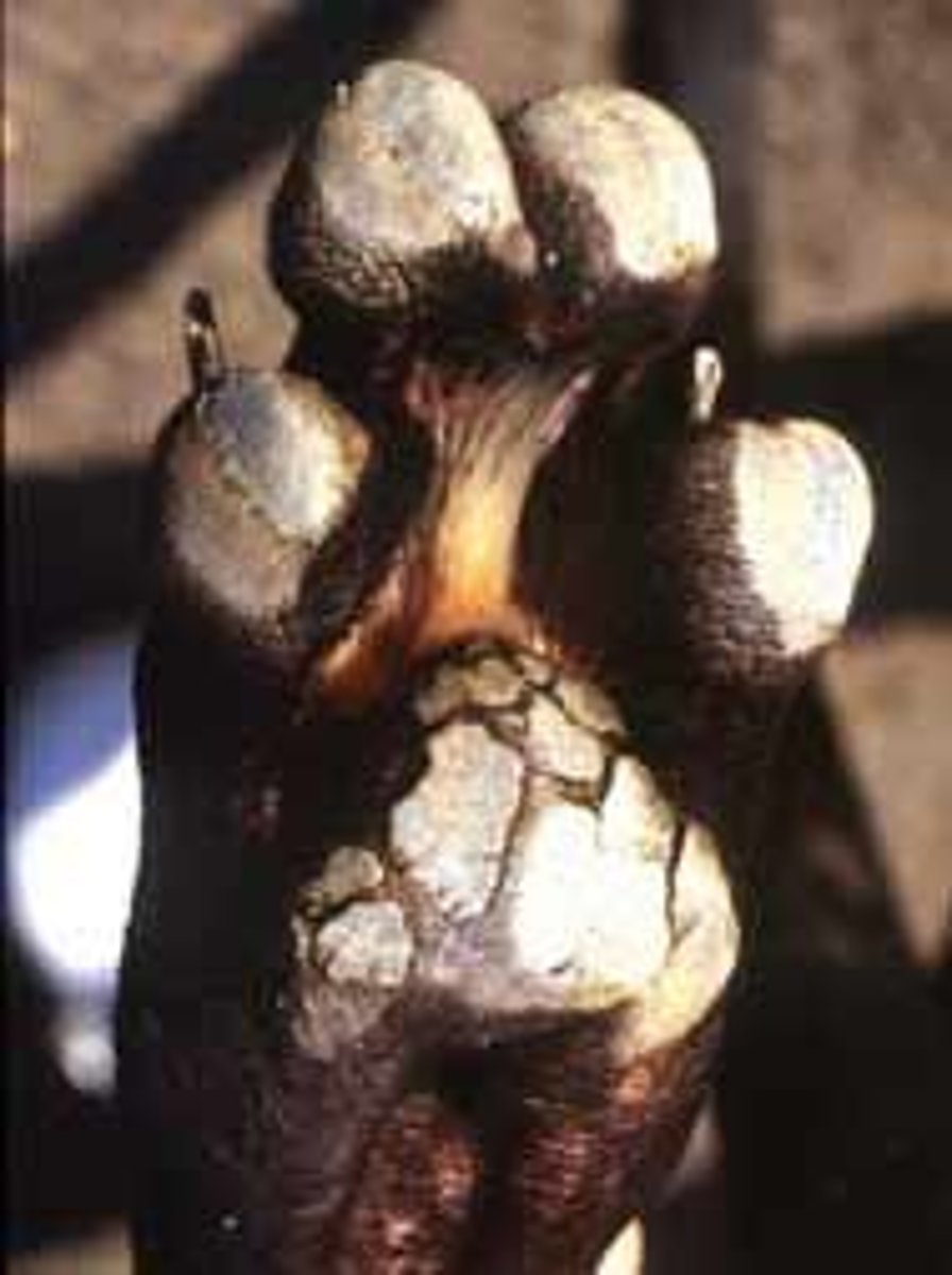 <p>Thickening of skin, often in footpads.</p>