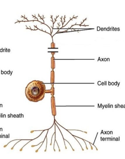 <p>Sensory neurons</p>