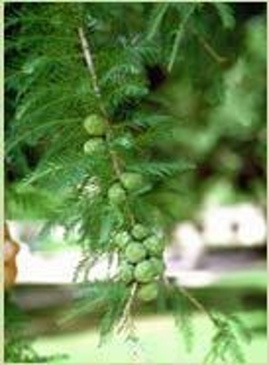<p>Cones pendulous, solitary, ¾ to 1 ¼'' long, 3/5 to ¾'' wide; mature cones globose to ovid, dark brown.</p>