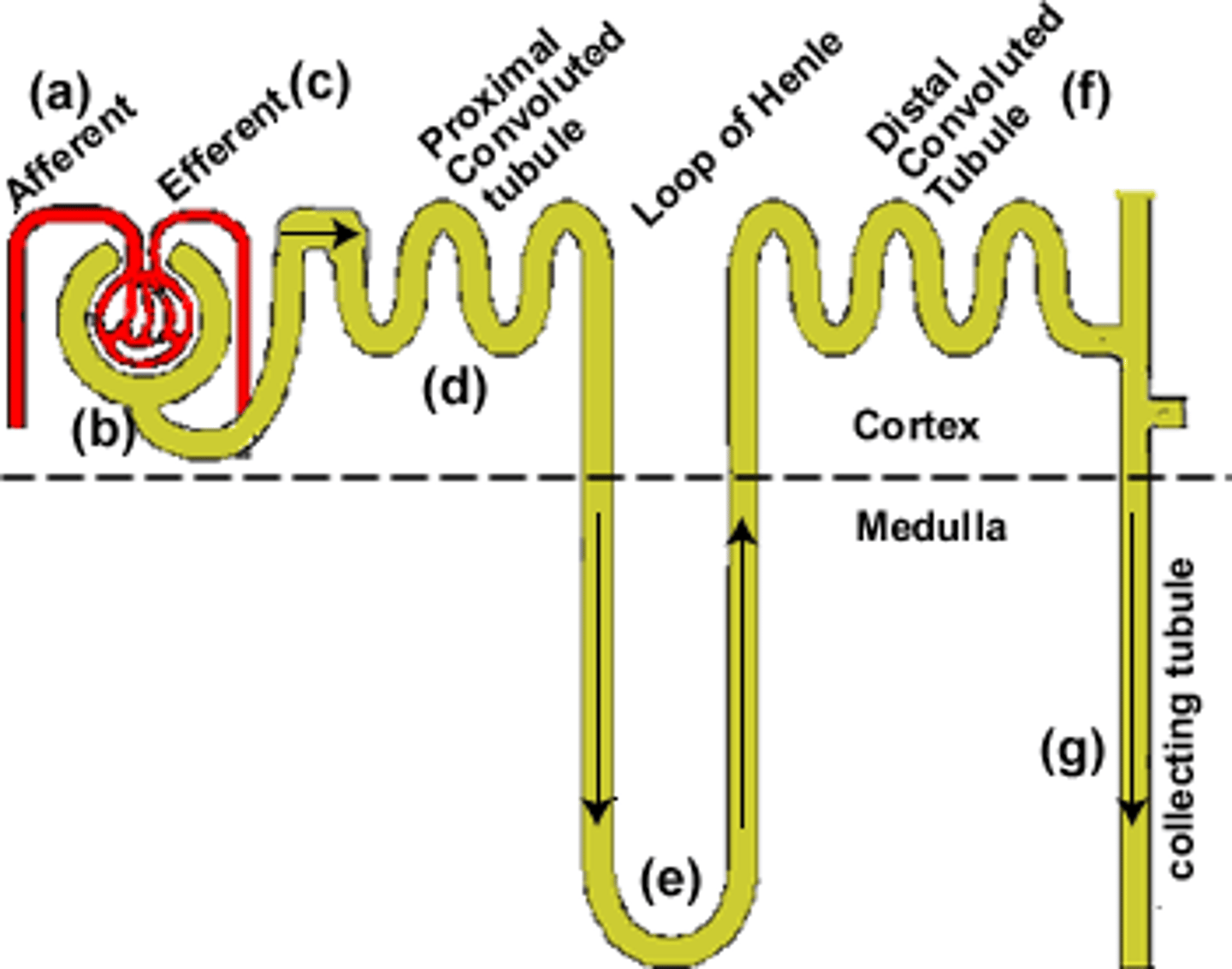 <p>-form barrier<br>-plasma ultrafiltration<br>-glomerular filtration barrier (permeable to H2O + low molecule weight solutes)<br>-shield of negativity repels plasma proteins <br><br>structural components<br>-mesangium <br>-fenestrated endothelia cells <br>-podocytes <br>-trilayer basement membrane</p>