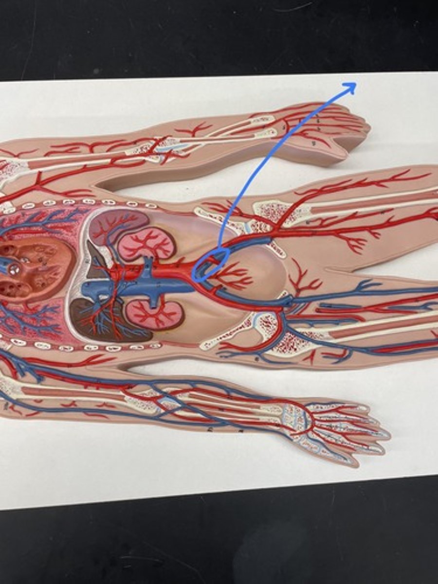 <p>receives blood from the internal and external iliac veins and returns blood to the inferior vena cava</p>