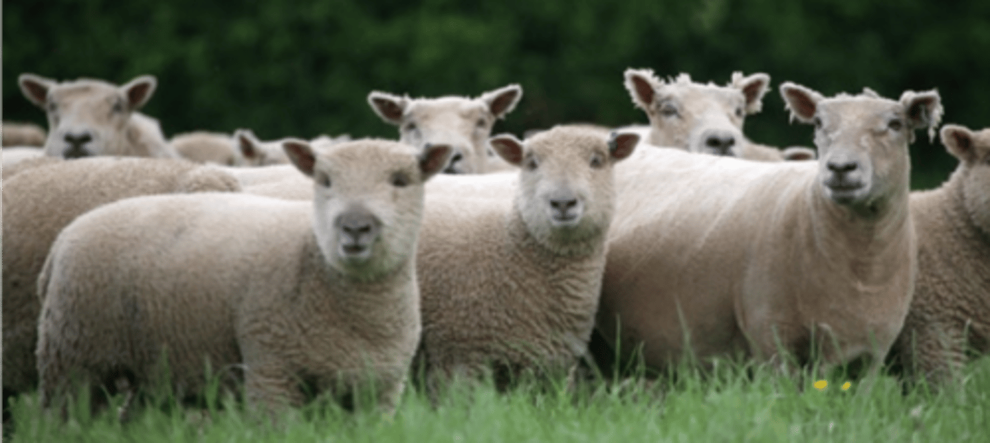 <p>Southdown</p><p>Market Lamb production</p>