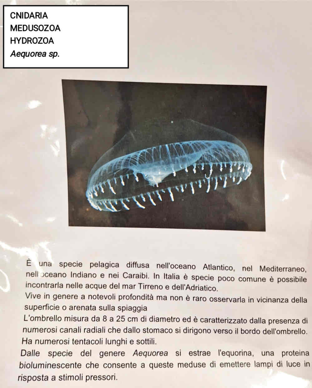 <p>Medusozoa</p><p>Hydrozoa</p><p><em>Aqueous sp.</em></p>