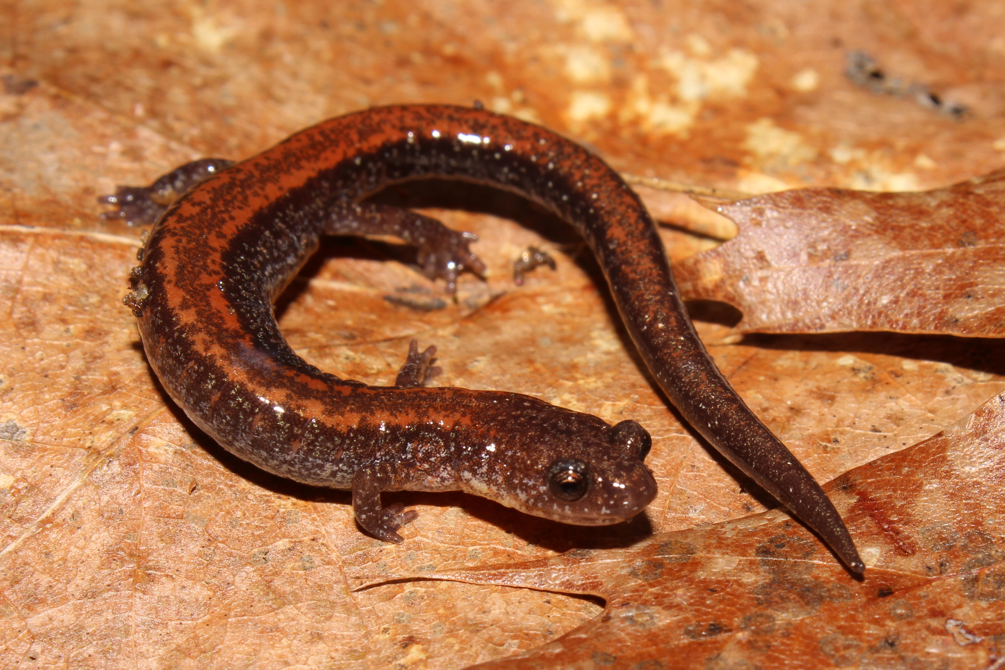 <p>eastern red-backed salamander<br>- leadbacked+redbacked variants<br>- mottled salt + pepper belly <br>- long, slender body <br>- NO zigzag</p>