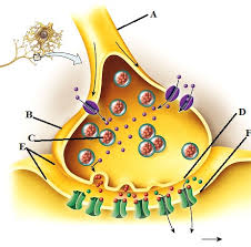 <ol><li><p>impulso viaja a traves del axon de la neurona, despolarizandolo.</p></li><li><p>carga llega al botón sináptico </p></li><li><p>se activan los canales de calcio activados por voltaje </p></li><li><p>el calcio entra y transporta las vesiculas para que salgan a la hendidura sinaptica</p></li><li><p>vesiculas se abren y liberan neurotransmisores a la hendidura sinaptica</p></li><li><p>la neurona pos sinaptica recibe los neurotransmisores a traves de receptores</p></li><li><p>se repite proceso </p></li></ol><p>dependiendo del neurotransmisor, va a haber inhibición o excitacion ya que este abre o cierra los canales de iones en la neurona. si se abre cloro se inhibe si se abre sodio se activa </p>