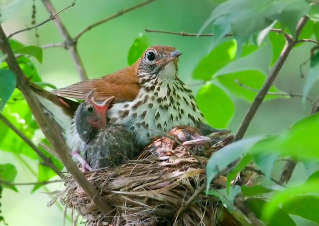 <p>Wood Thrush</p>