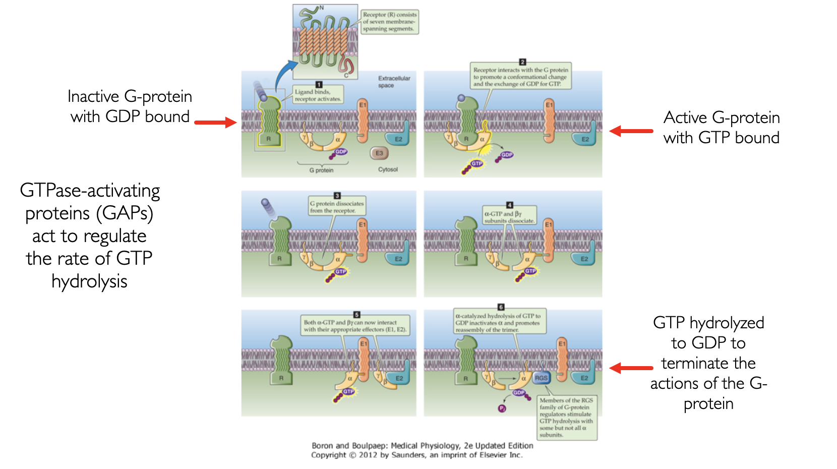 <p>Termination occurs when the $$\alpha$$ subunit hydrolyzes GTP to GDP and organic phosphate.</p>