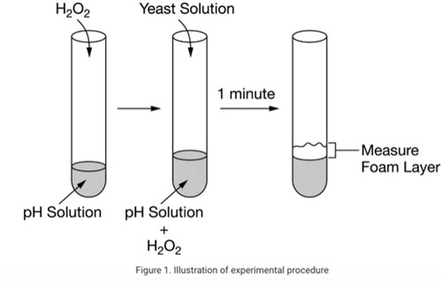 <p>Answer (A): pH 4 buffer solution and hydrogen peroxide only<br><br>Explanation: Since the experiment is studying the effect of pH on catalase in yeast, the control set should determine what would happen without yeast present. Each test tube in the control set should contain hydrogen peroxide and one of the pH solutions.</p>