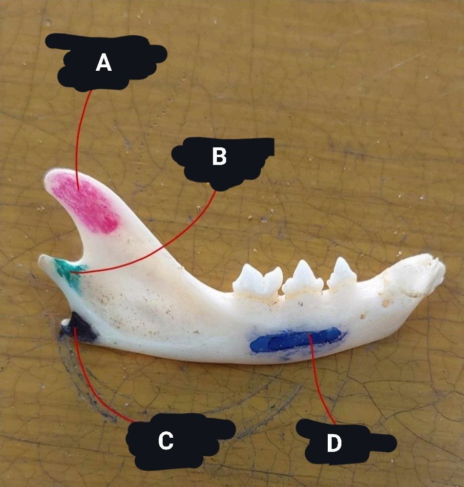 <p>Cat’s Mandible or Lower Jaw</p>