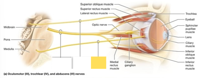 <p><span style="background-color: transparent; font-family: &quot;Times New Roman&quot;, serif;"><span>innervate lateral rectus muscle; abducts the gaze when it turns the eye laterally (horizontally outward)</span></span></p>