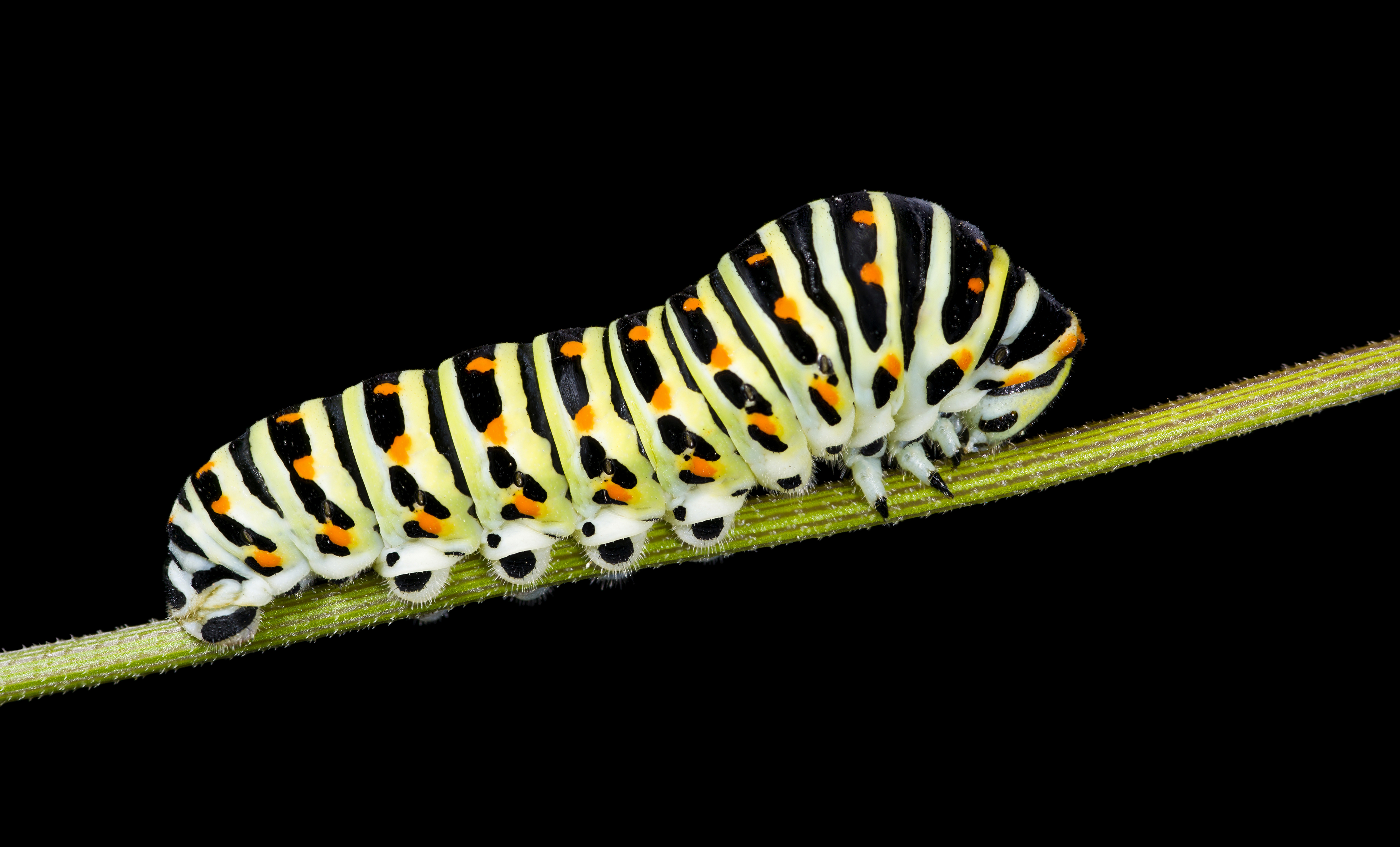 <p>caterpillar</p>