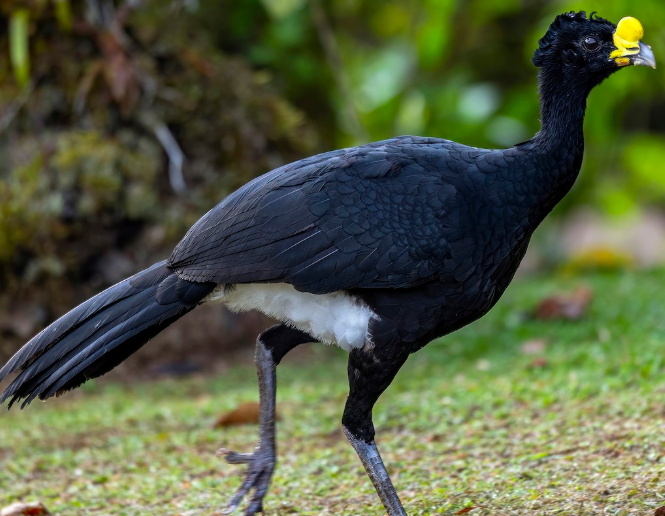 <p>What bird is this?</p>