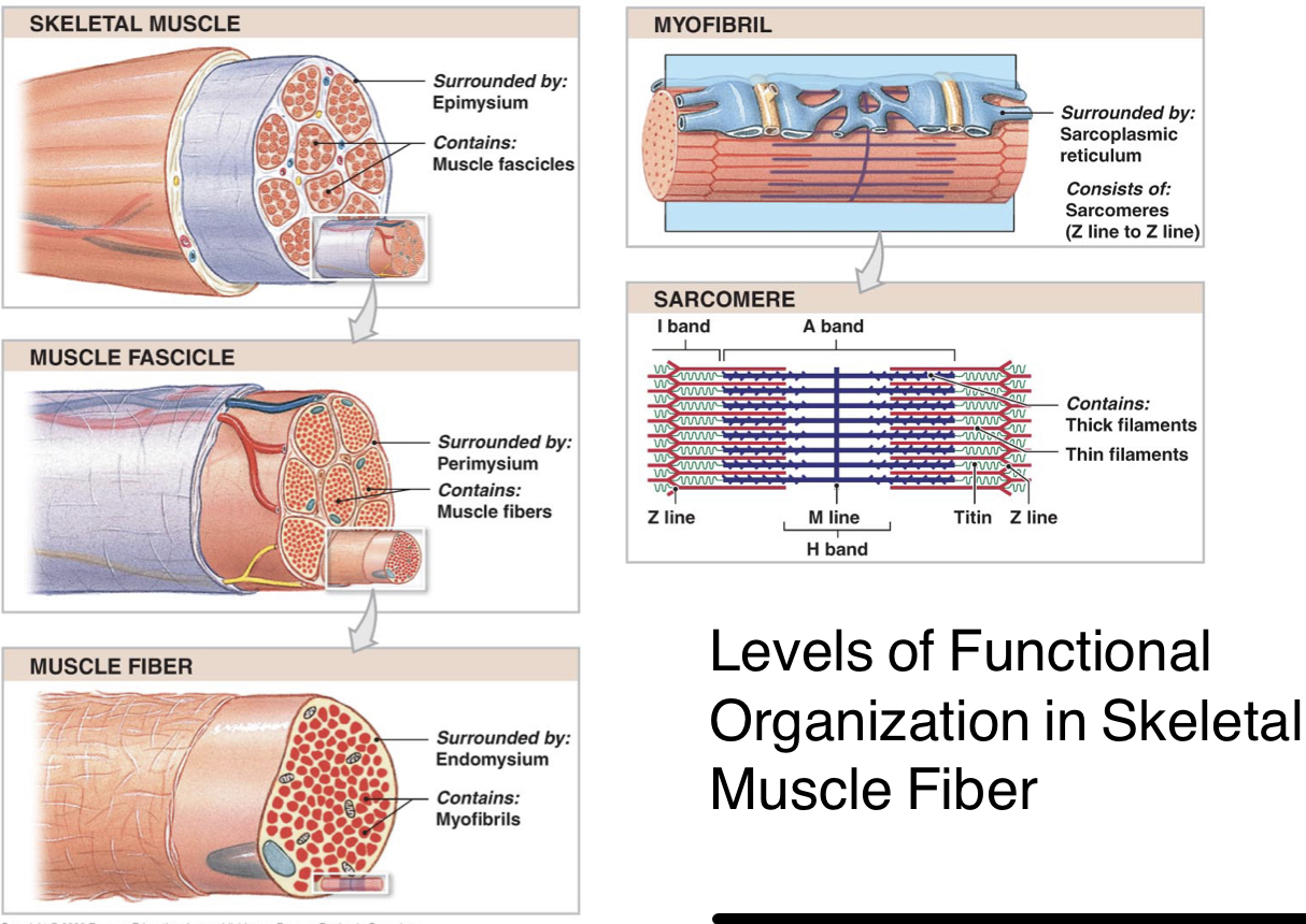 Levels of functional organization in skeletal muscle 