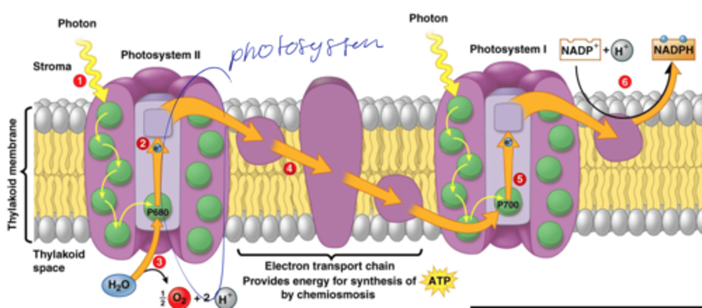 <p>saan ang chlorophyll and carotenoids</p>