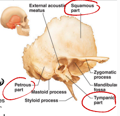 <p>Surrounds external acoustic meatus (external ear canal)</p><p>One of three areas of temporal bone.</p>