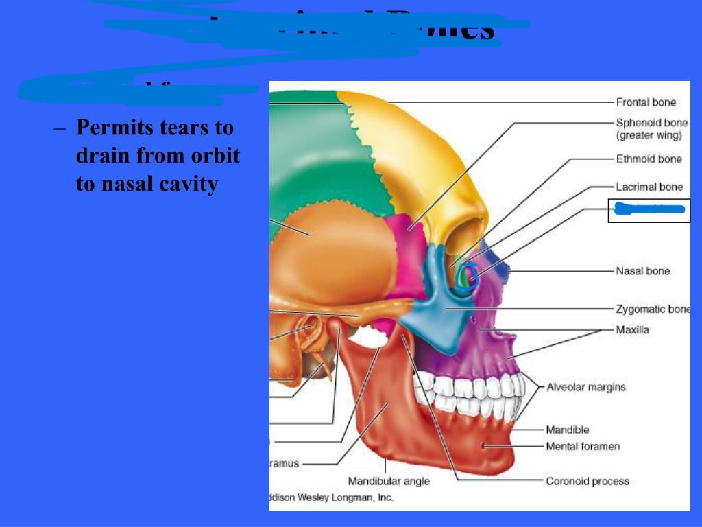 <p>What part of the skull?</p>