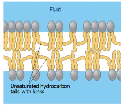 <p>More fluid,easy to move</p>