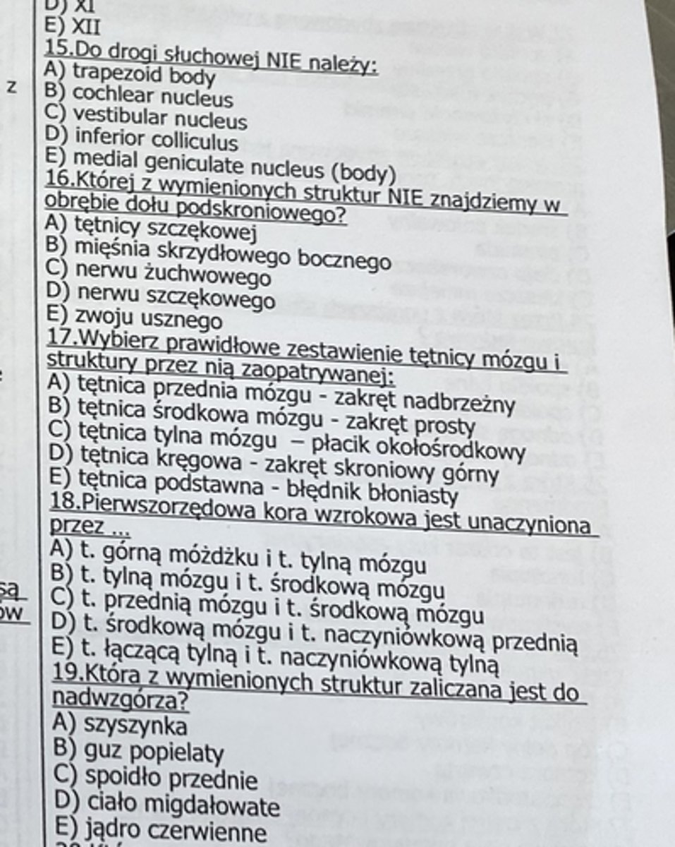 <p>16</p>