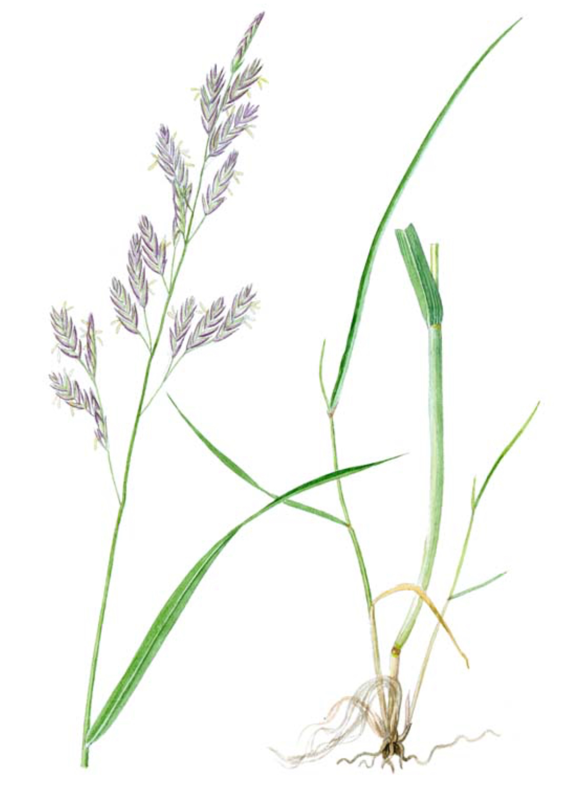 <p>Kostřava luční - lipnicovité </p>