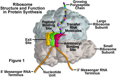 <p><span style="background-color: transparent;">molecular machines that are responsible for protein synthesis/translating RNA (2nd part of the central dogma)</span></p><p><span style="background-color: transparent;">Scattered in cytosol in the millions</span></p><p><span style="background-color: transparent;">composed of large and small subunits, each of which contains RNA (stores info to synthesis proteins) and protein molecules</span></p><p></p>