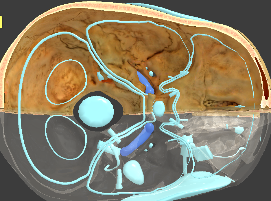 <p>What is the highlighted structure?</p>