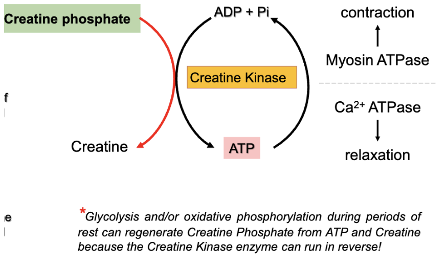 <p></p><ul><li><p><strong>one step reaction</strong></p></li></ul><ul><li><p><strong>transfers phosphate from Creatine-phosphate to ADP to regenerate ATP</strong></p></li><li><p>creatine phosphate provides a reservoir of high energy phosphate which is accumulated during rest in muscle cells</p></li><li><p>the action of Creatine Kinase provides ATP during the first few seconds of a contraction</p></li><li><p>the ATP production is rapid, but limited by the amount of Creatine phosphate stored in the cell</p></li><li><p>powers very short periods of muscle activity</p></li></ul><p></p>