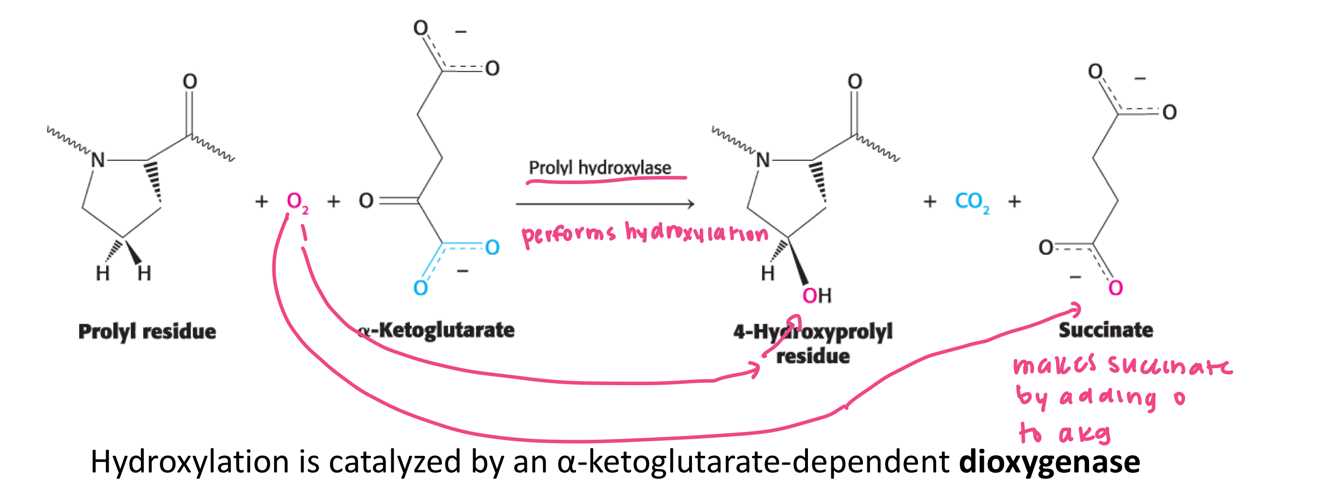 <p>one atom of oxygen is attached to proline and one to the product succinate</p>
