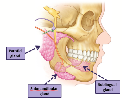 <p><span>3 major paired glands</span></p><p style="text-align: left;"><span>Parotid</span></p><p style="text-align: left;"><span>Submandibular</span></p><p style="text-align: left;"><span>Sublingual</span></p><p style="text-align: left;"></p><p style="text-align: left;"><span>Produce serous, mucous, or mixed fluid</span></p><p style="text-align: left;"></p><p style="text-align: left;"><span>Functions:</span></p><p style="text-align: left;"><span>lubrication</span></p><p style="text-align: left;"><span>deglutition</span></p><p style="text-align: left;"><span>digestive enzymes</span></p><p style="text-align: left;"><span>aqueous solvent - taste</span></p><p style="text-align: left;"></p>