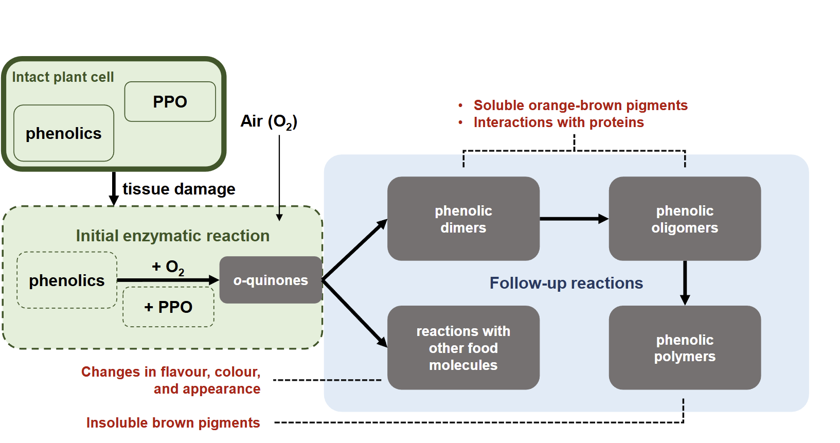 <p>1.<span style="background-color: inherit; line-height: 20.7px; color: windowtext;"><span>Quinones react with phenolics</span></span><span style="line-height: 20.7px; color: windowtext;"><span>: </span></span><span style="background-color: inherit; line-height: 20.7px; color: windowtext;"><span>Formation of phenolic dimers and phenolic oligomers= orange brown pigments</span></span><span style="line-height: 20.7px; color: windowtext;"><span>&nbsp;,</span></span><span style="background-color: inherit; line-height: 20.7px; color: windowtext;"><span>Interaction with proteins. formation of phenolic polymers= insoluble brown pigments</span></span><span style="line-height: 20.7px; color: windowtext;"><span>&nbsp;</span></span></p><ol start="2"><li><p>quinones react with other food molecules: changes in flavour ,colour and appearance</p></li></ol><p></p>