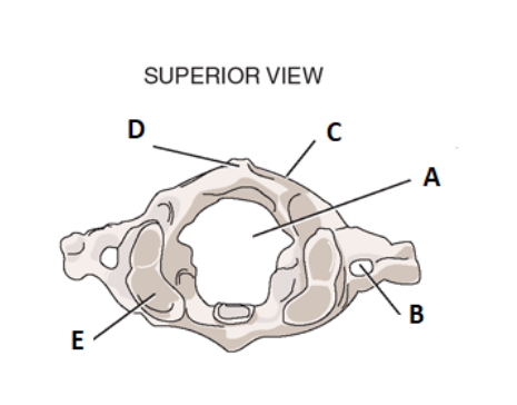 <p>label d</p>