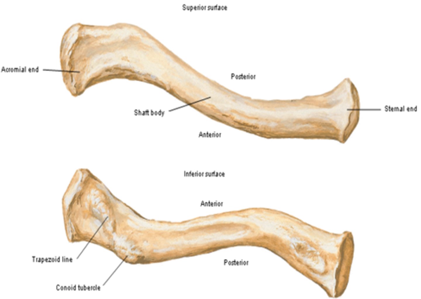 <p>nearer to the acromial end than the conoid tubercle, support for the lateral part of the coracoclavicular ligament.</p>