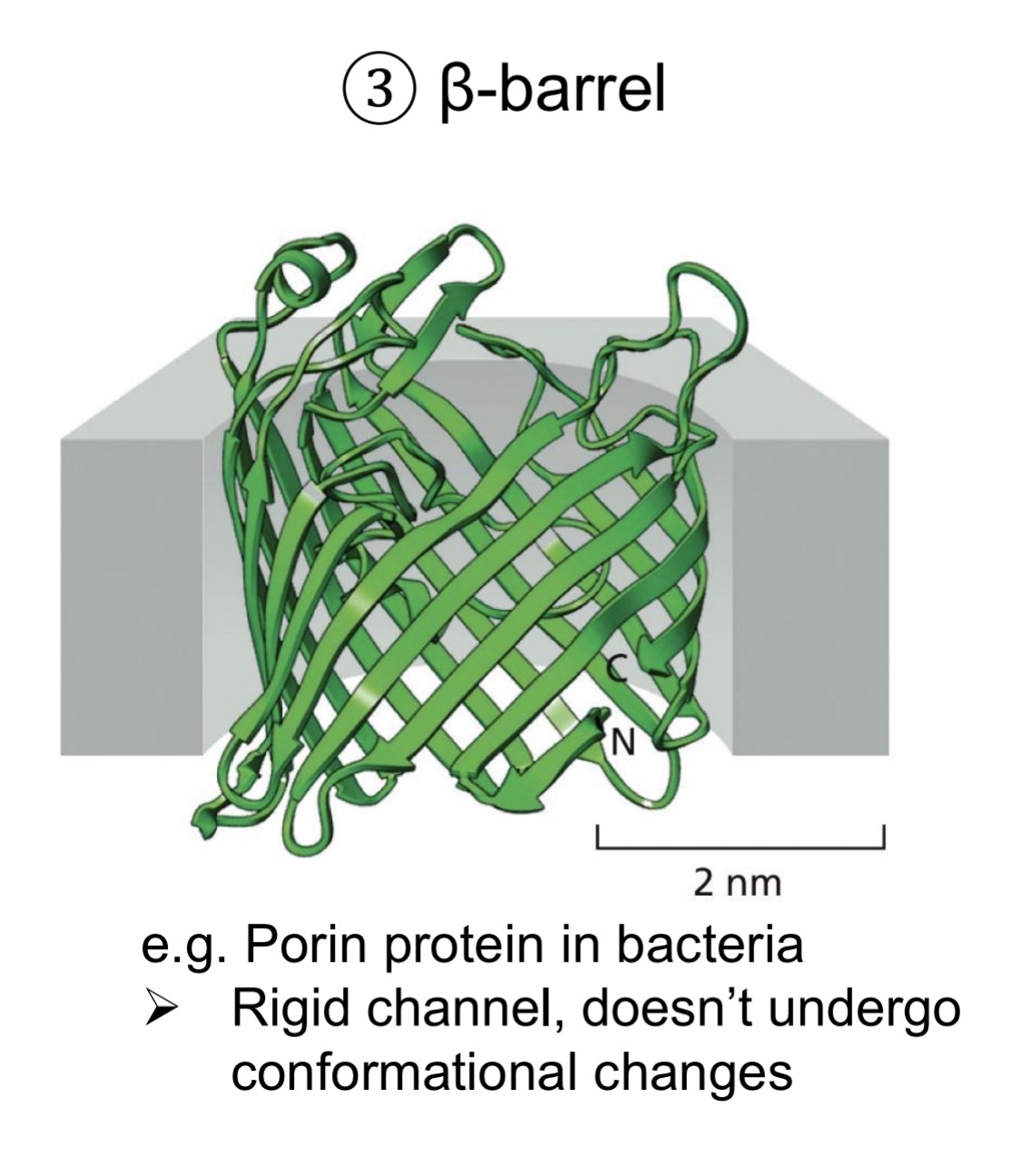 <p>Rigid channel, no conformational changes</p><ul><li><p>hydrophobic side chains on outside</p></li><li><p>Hydrophilic side chains on inside </p></li><li><p>Forms aqueous channel</p></li></ul><p></p>