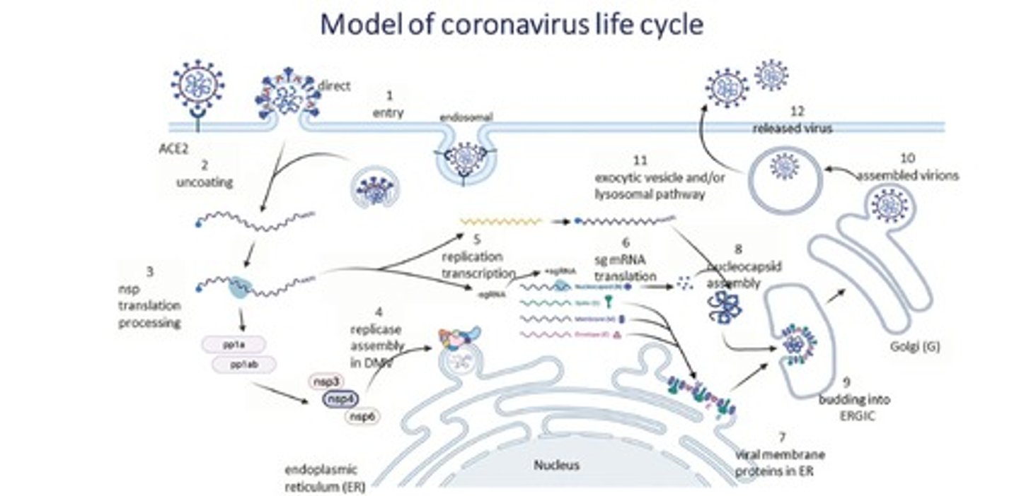 <p>Viral genome is replicated in the nucleus, while viral proteins are made in the cytoplasm.</p>