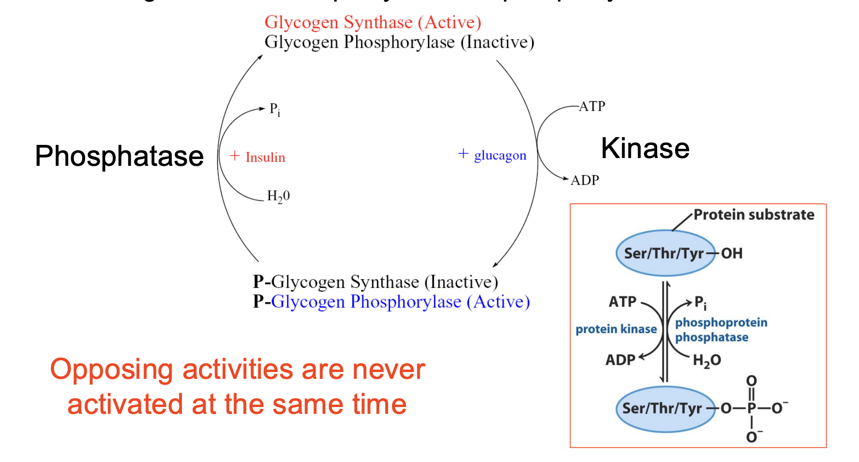<p>Glycogen Metabolism: Reciprocal Control</p>