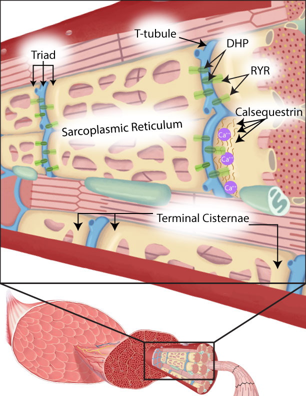 <p>T-tubules </p>