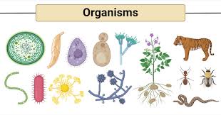 <p>Organism</p>