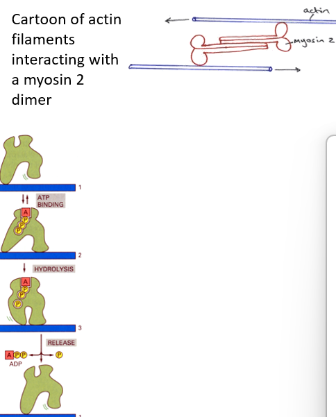 <ol><li><p><span>The actin filaments are pulled upon by <strong><u>myosin</u> to drag the cell forward</strong></span></p></li><li><p><span>The myosin used is <strong>non-muscle myosin-2.</strong></span></p></li><li><p><span>Myosin is one a class of proteins called <strong>MOTOR PROTEINS</strong></span></p></li><li><p><span>The “head region” of the myosin interacts with actin and<strong> binds ATP.&nbsp; </strong>Energy release from ATP hydrolysis forces the<strong> myosin tail to move</strong>, generating forces.</span></p></li><li><p><span><strong>ADP is released from the myosin head </strong>and replaced by ATP.&nbsp; At this stage the head can<strong> detach </strong>from the actin filament.</span></p></li><li><p><span>The head now binds <strong>further down the filament.</strong></span></p></li></ol><p></p>