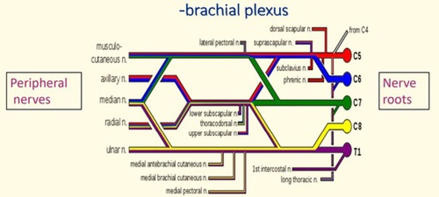 <p>Network of interlacing nerves found in the upper arm area</p><p>C5-C8, T1</p>