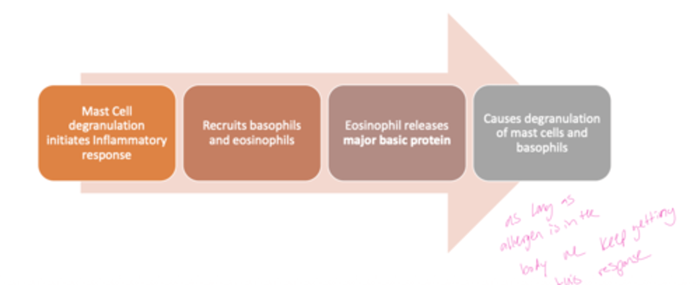 <p>A: Mast cells, eosinophils, and basophils work together to drive the allergic response</p>