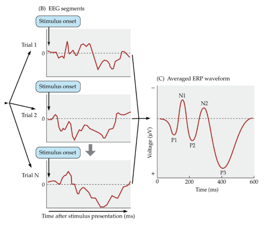 <p><span style="background-color: transparent; font-family: &quot;Times New Roman&quot;, serif;">The averaged waveform from averaging all the brain responses aligned the the moment that the stimulus was present</span></p>
