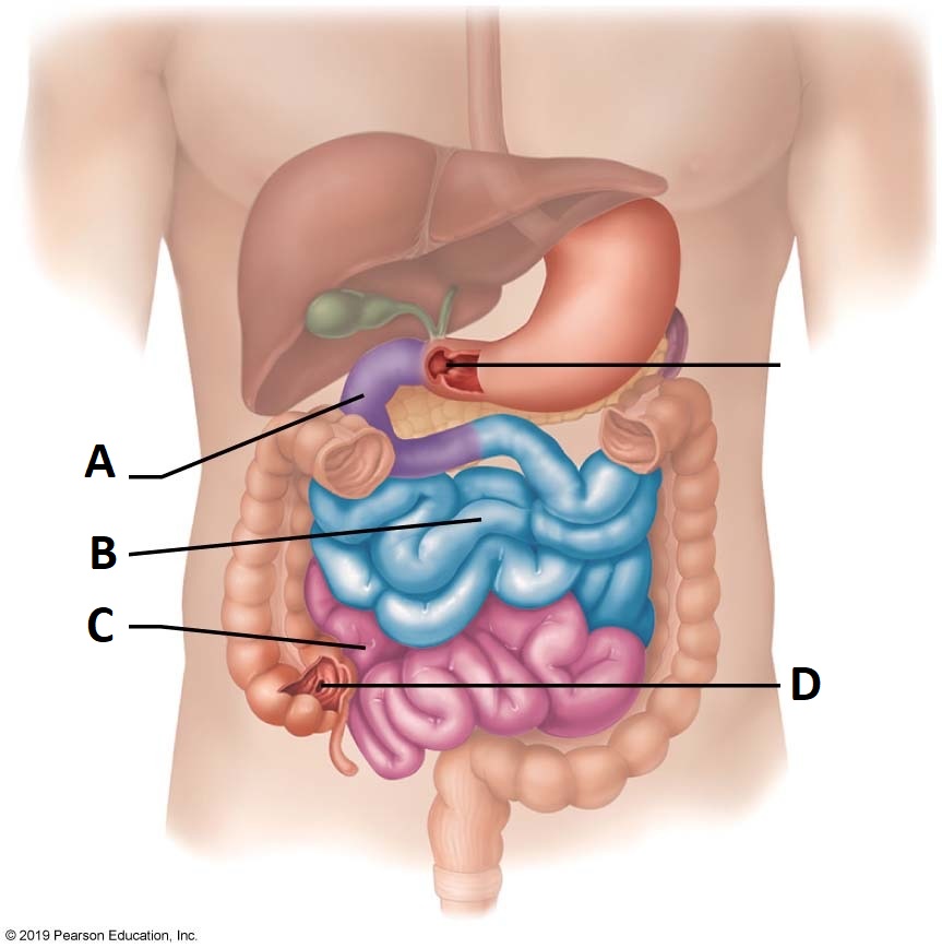 <p>A</p>