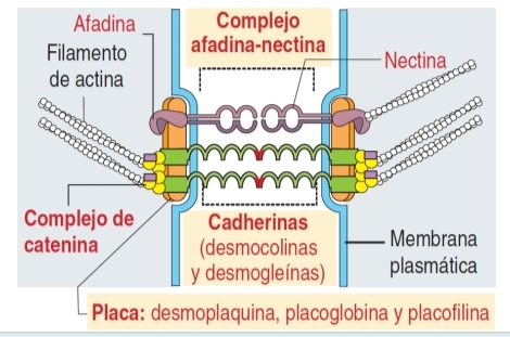 <p>¿qué unión del dominio lateral es esta?</p>