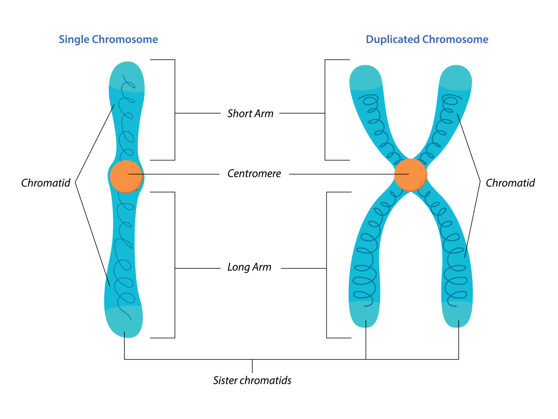 <p>a structure containing genetic information in the form of genes, (protein + DNA + RNA), forms around time cell divides</p>