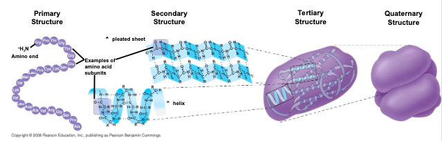 <ul><li><p>sequence of amino acids in a protein, is like the order of letters ina long word </p></li><li><p>primary structure is determined by inherited genetic information</p></li></ul>