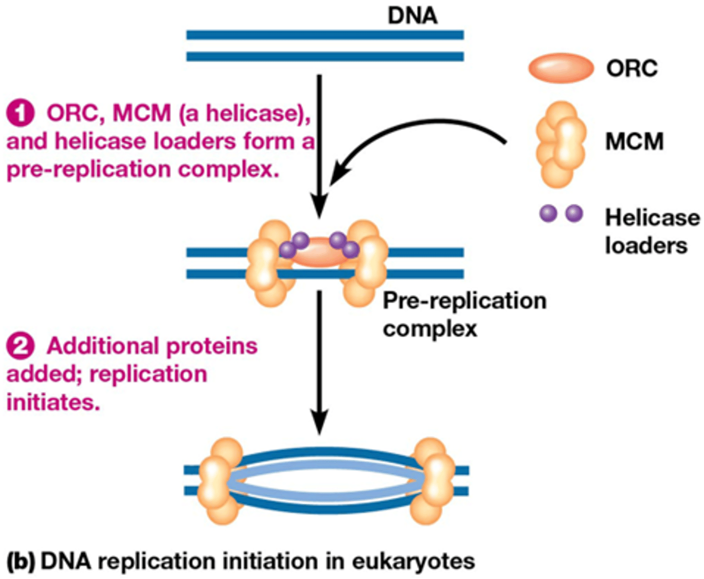 <p>Vorming van pre-replicatie complex</p><p>(1) ORC (origin of Recognition Complex) bindt aan ORI</p><p>(2) helicase-laders binden aan ORC</p><p>(3) recrutering van MCM (MiniChromosome Maintenance) complex , het heeft helicase activiteit</p><p>vorming pre-replicatie complex op de ORI tijdens de G1-fase van de celcyclus, gekend als replicatie-licentie</p><p>In het begin van de S-fase omvorming tot ‘replicatie complex’ door recrutering van bijkomende eiwitten in het begin van de S-fase. (Hfd 24)</p>