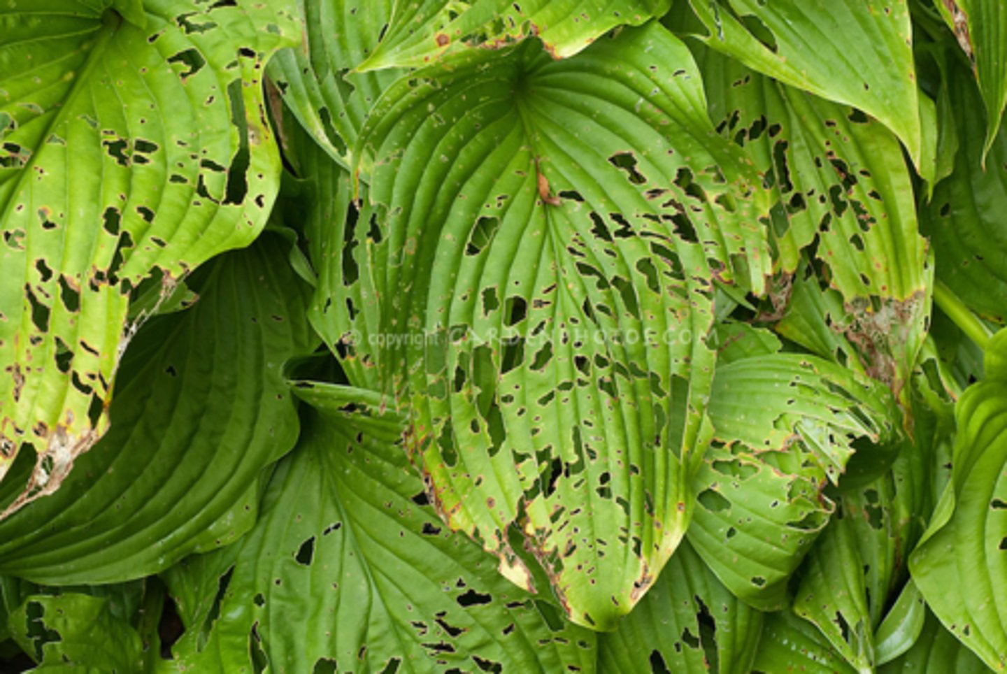 <p>phá hoại mùa màng, rừng</p>