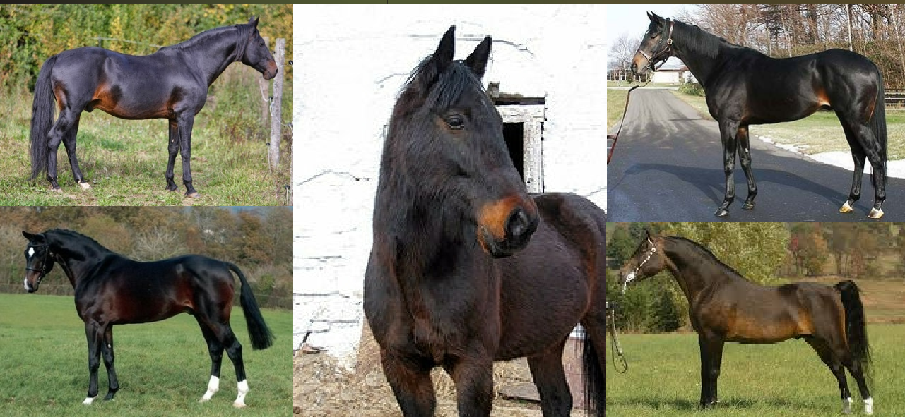 <ul><li><p>coat color </p></li><li><p>Nearly black but have brown hairs in the underline and around muzzle.</p></li></ul><p></p>