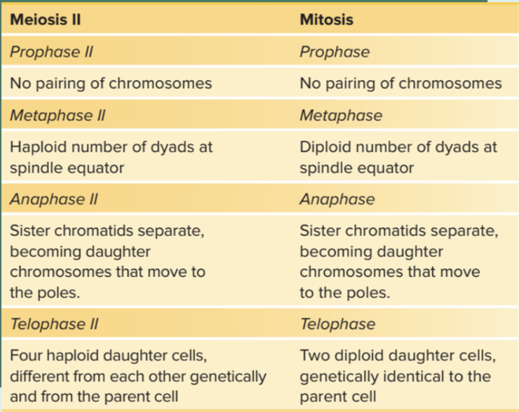 <ol><li><p><strong><u>Prophase II</u></strong></p><ul><li><p>chromosomes condense, nuclear envelope fragments</p></li><li><p><strong>no pairing of chromosomes</strong></p></li></ul></li><li><p><strong><u>Metaphase II</u></strong></p><ul><li><p>haploid no. of dyads at spindle equator</p></li></ul></li><li><p><strong><u>Anaphase II</u></strong></p><ul><li><p><span style="font-family: Arial, sans-serif">sister chromatids separate, becoming daughter chromosomes that move to the poles</span></p></li></ul></li><li><p><strong><u>Telophase II</u></strong></p><ul><li><p>Four haploid cells are genetically different from each other and from parent cell</p></li></ul></li></ol>