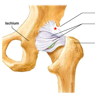 <p>name the starred ligament</p>