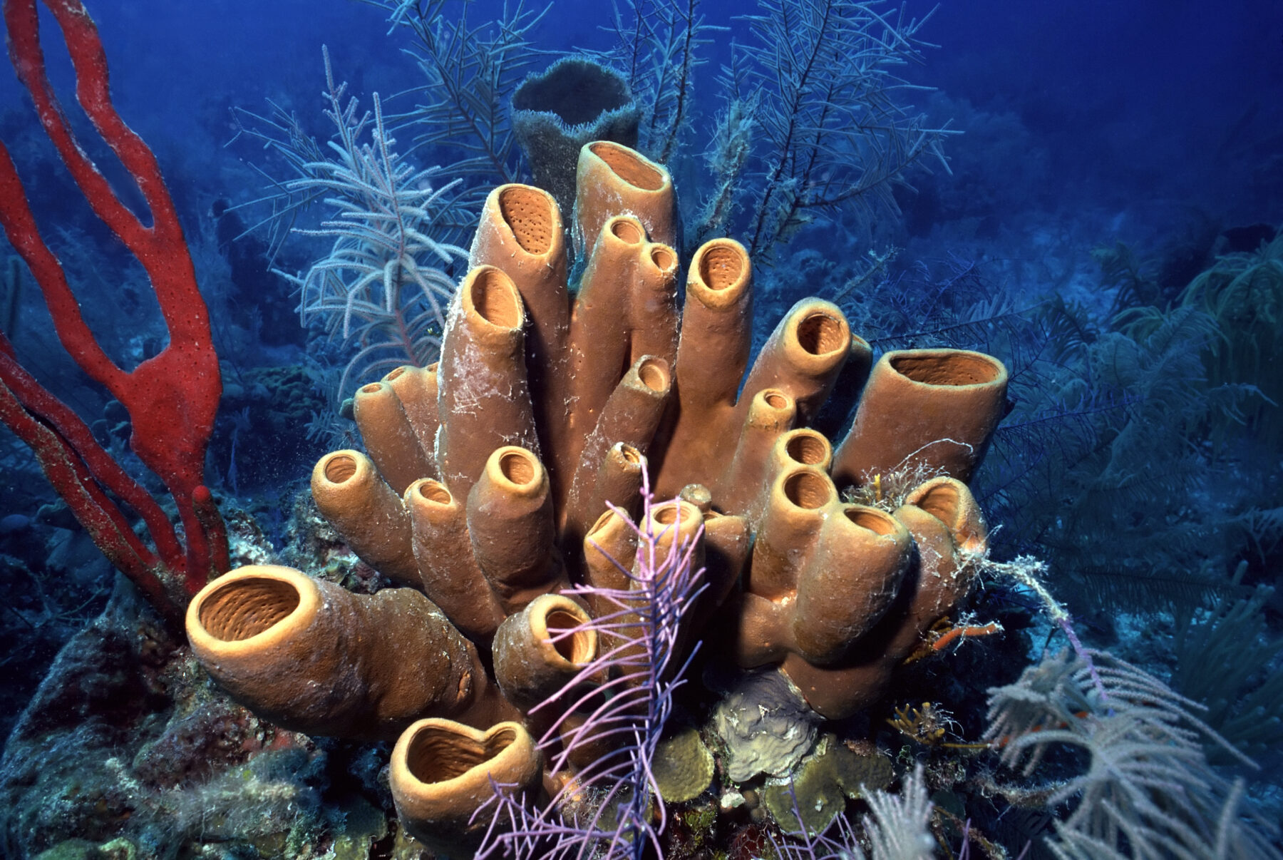 <p>Sponges</p>
